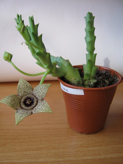 Orbea pulchella - Asclepiadaceae