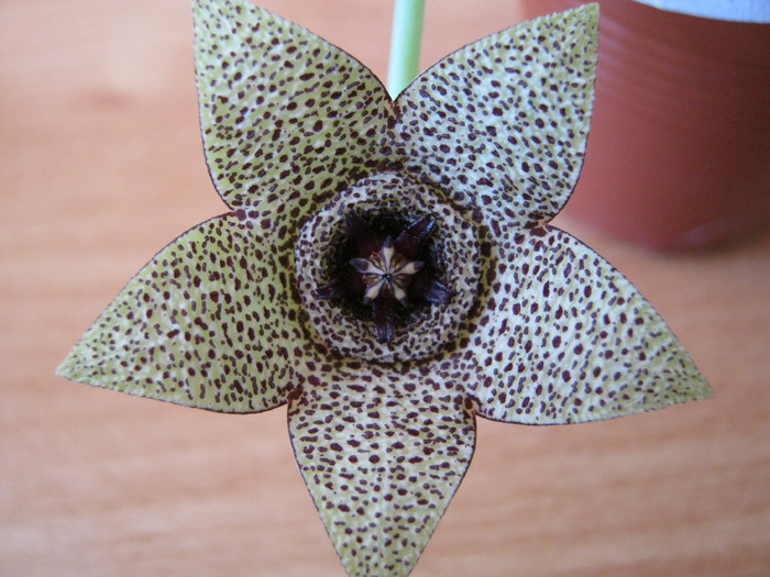 Orbea pulchella (7) - Asclepiadaceae