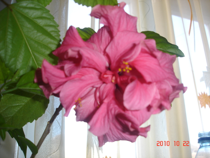 classic rosa - hibiscus 2010