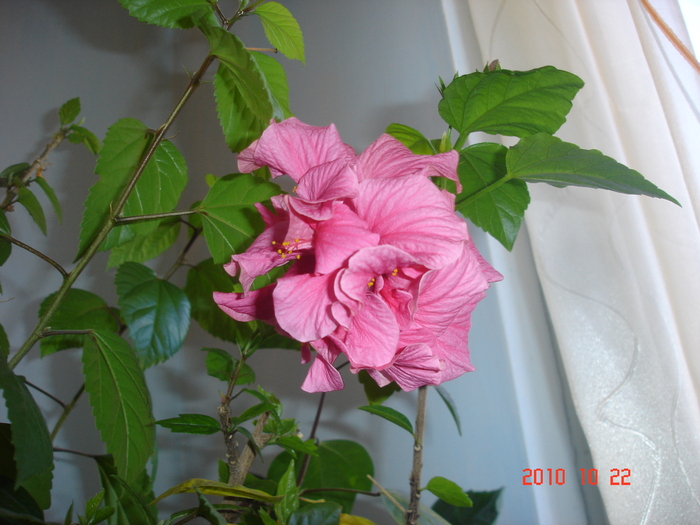classic rosa - hibiscus 2010