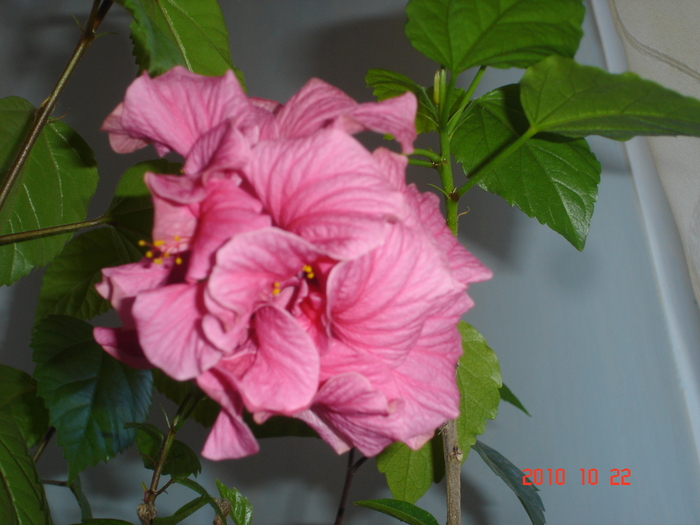 classic rosa - hibiscus 2010