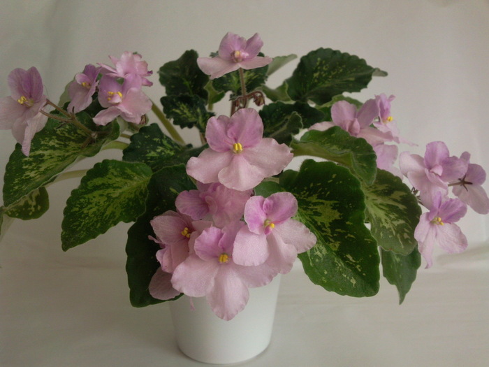 Photo3177 - VIOLETE AFRICANE saintpaulia  2010-2011                                                             