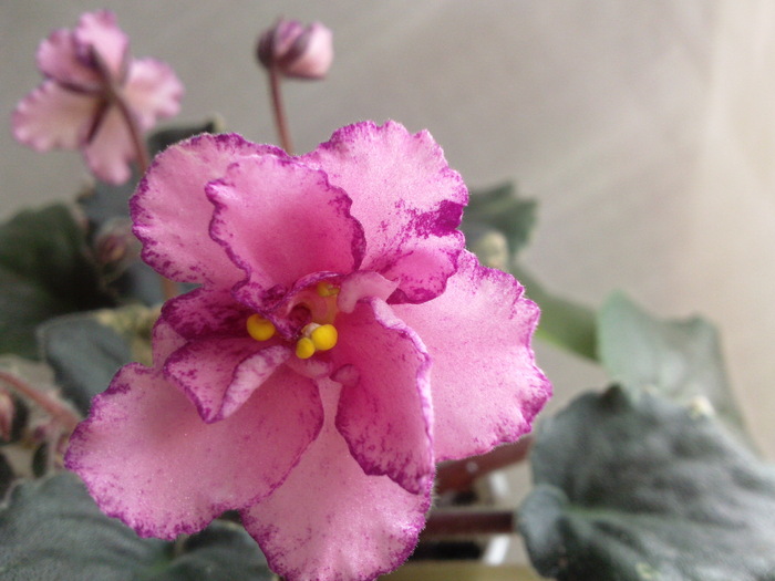 Photo3276; BUCKEYE CHERRY TOPING
