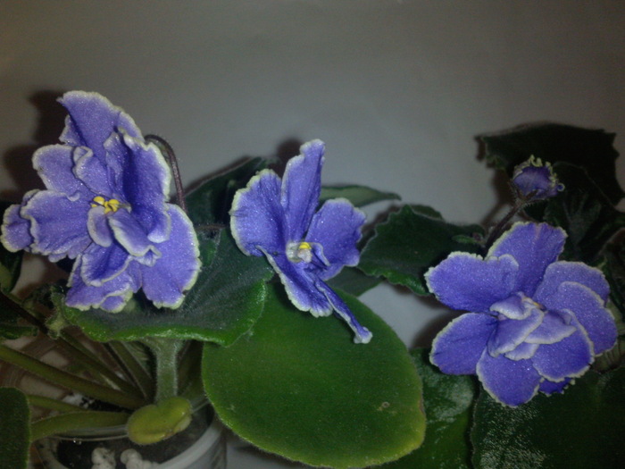 Photo3267; CARIBEAN BLUE
