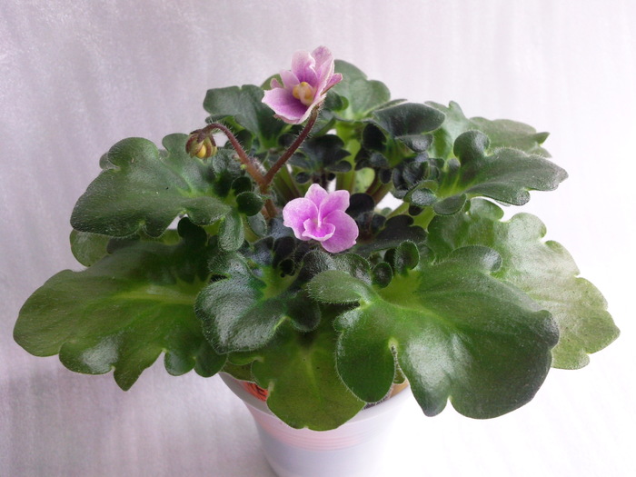 Photo3130 - VIOLETE AFRICANE saintpaulia  2010-2011                                                             