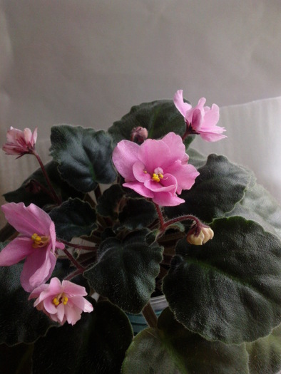 Photo3278 - VIOLETE AFRICANE saintpaulia  2010-2011                                                             