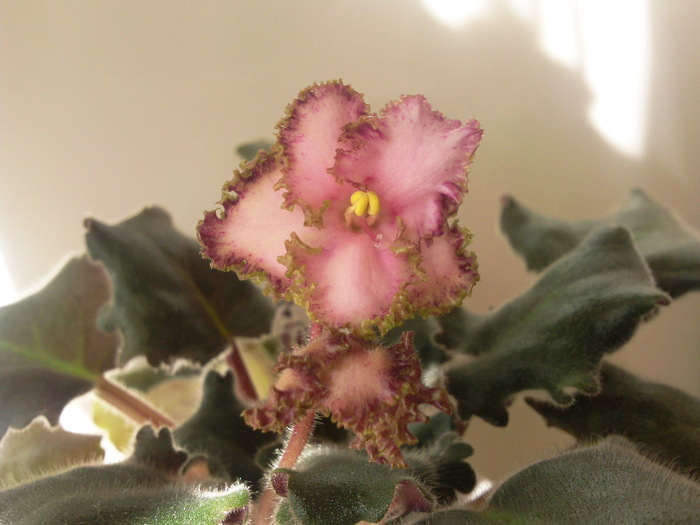 Photo3309 - VIOLETE AFRICANE saintpaulia  2010-2011                                                             