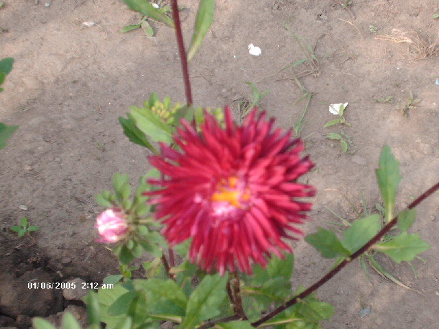 HPIM3014 - flori