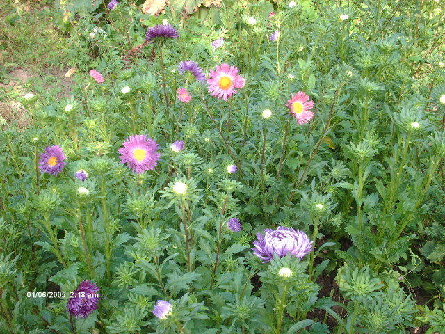 HPIM3036 - flori