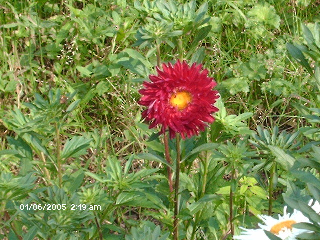 HPIM3041 - flori