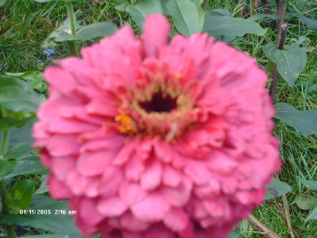HPIM3051 - flori