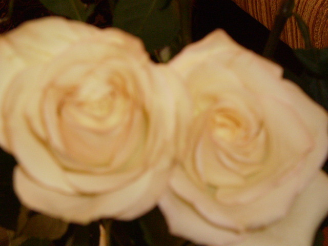 P4050040 - FLORI