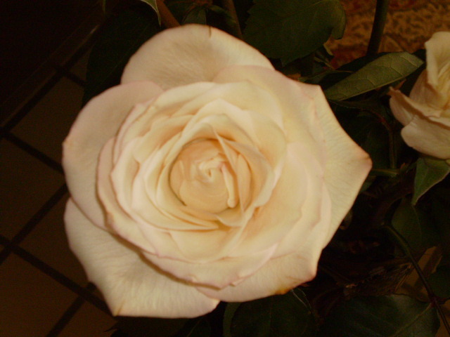 P4050041 - FLORI