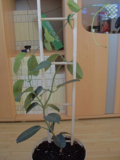 2 - IASOMIE stephanotis