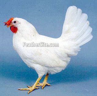 white leghorn