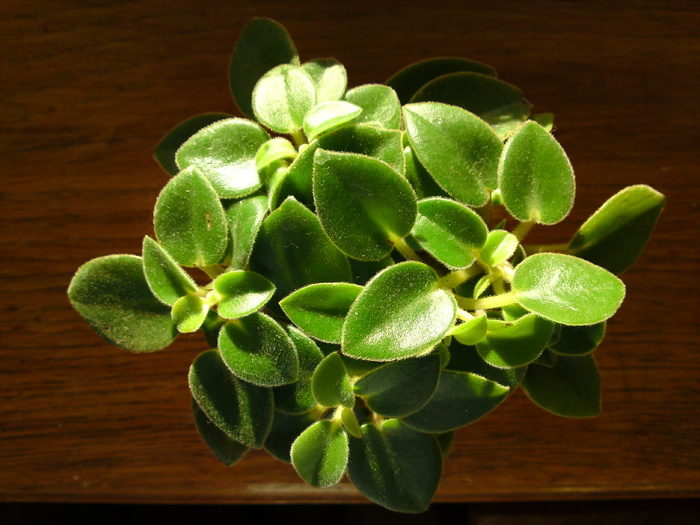 Peperomia Pixie sau Orba