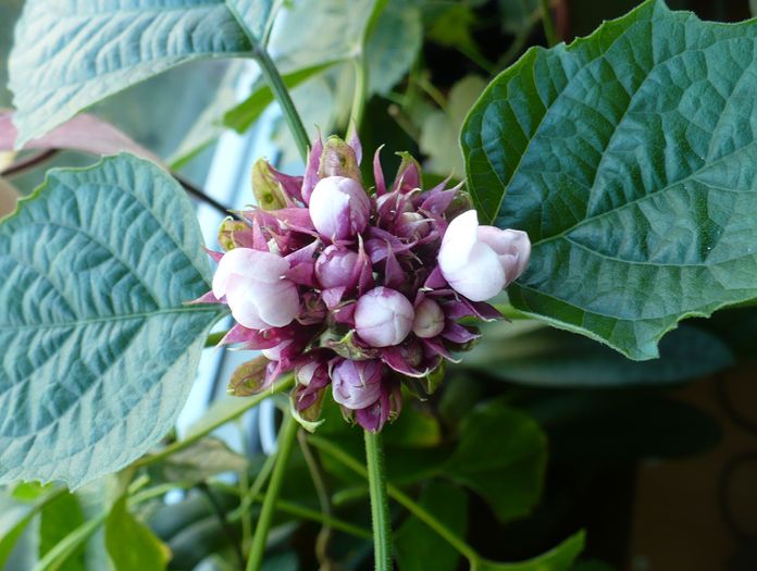 P1300868 - Clerodendron 2010