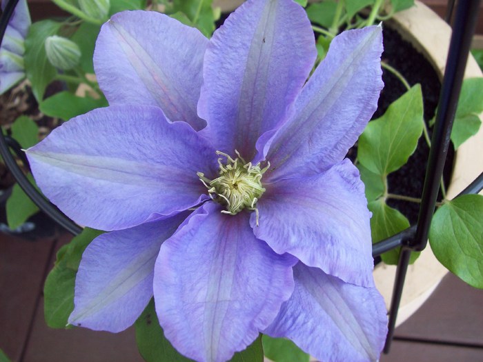 HF Young - Clematis HF Young