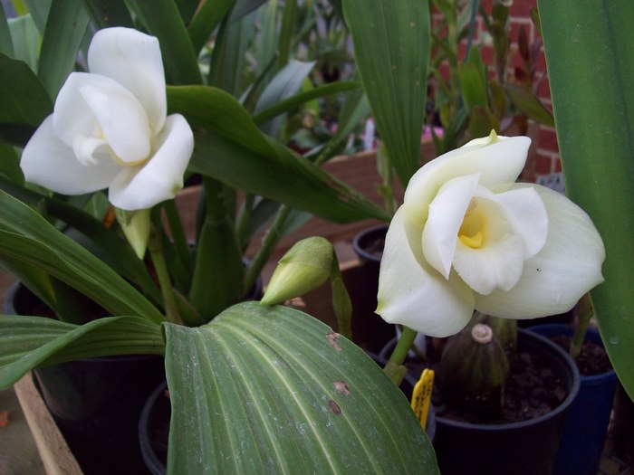 Lycaste - Lycaste Macama Atlantis HCC-OSCOV