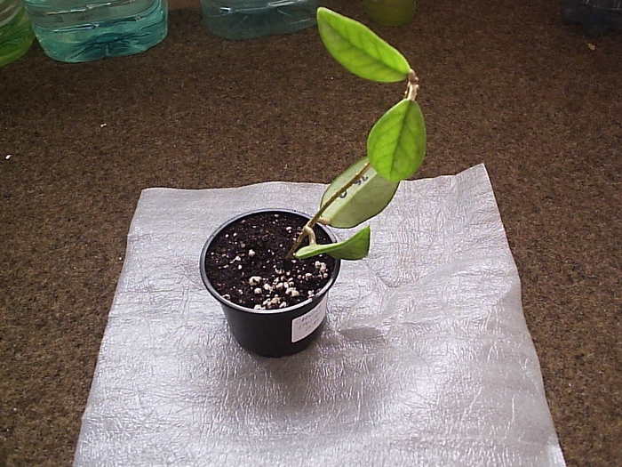 23.10.2010 - Hoya carnosa spotted leaf