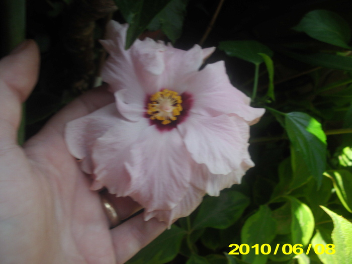 roz - hibiscus