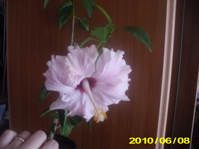 Picture 015 - hibiscus