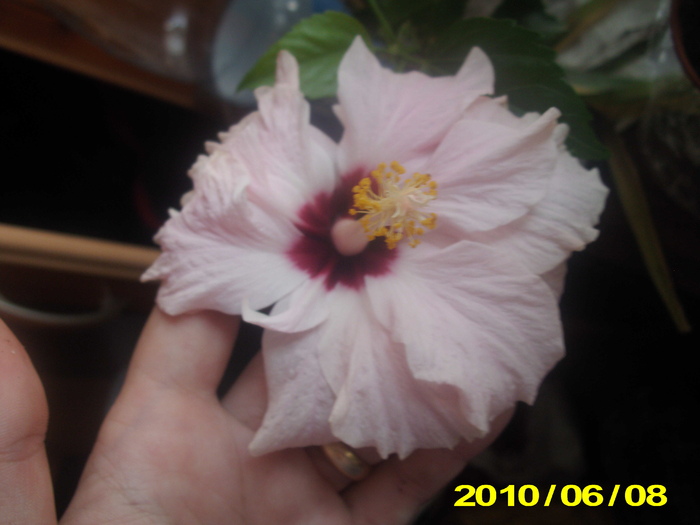 Picture 018 - hibiscus