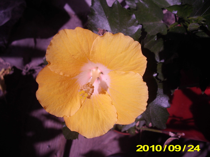 havanna - hibiscus