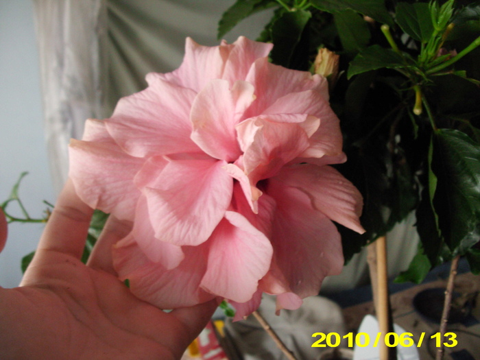 roz copac - hibiscus