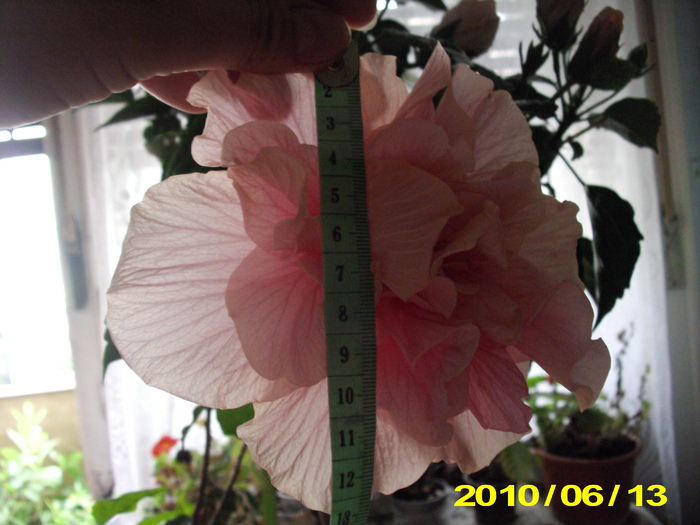 enorm - hibiscus