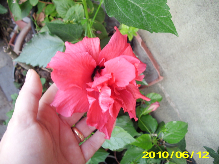 Picture 003 - hibiscus