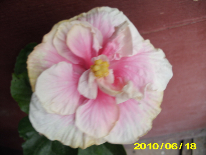 prima inflorire hibi gommer - hibiscus