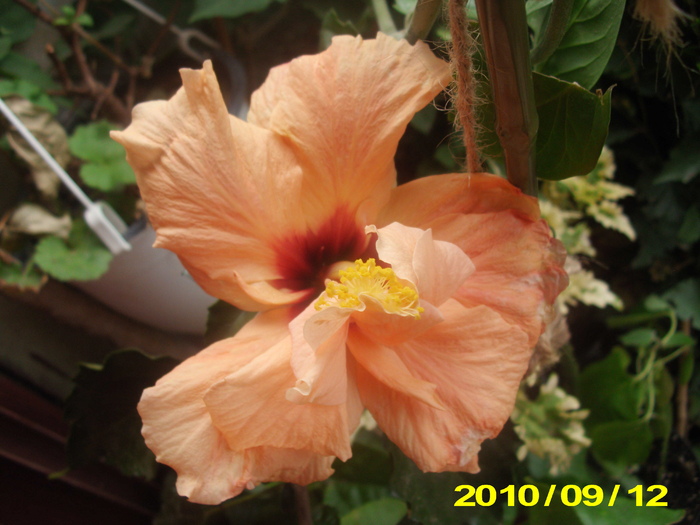 portocaliu vara - hibiscus