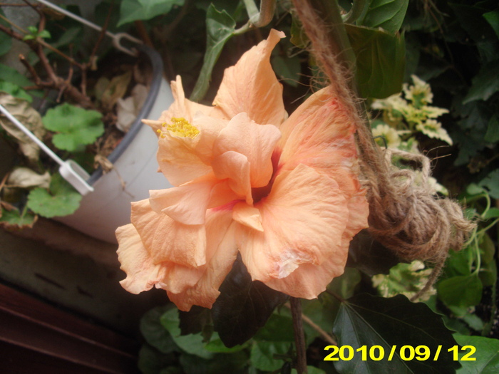 Picture - hibiscus