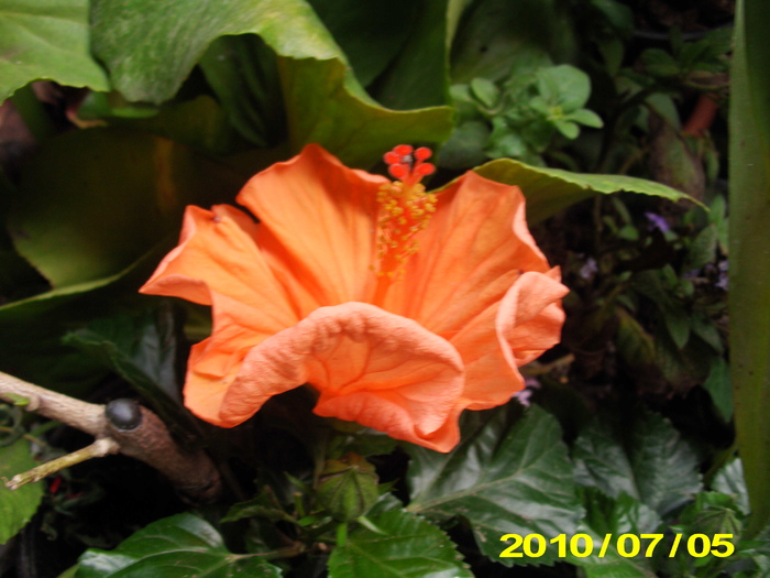 Picture 023 - hibiscus
