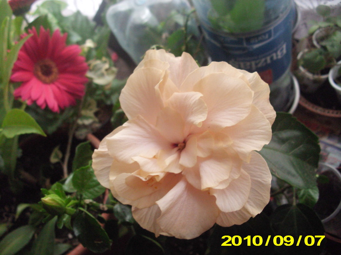 Picture 005 - hibiscus