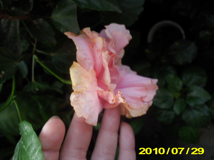 Picture 005 - hibiscus