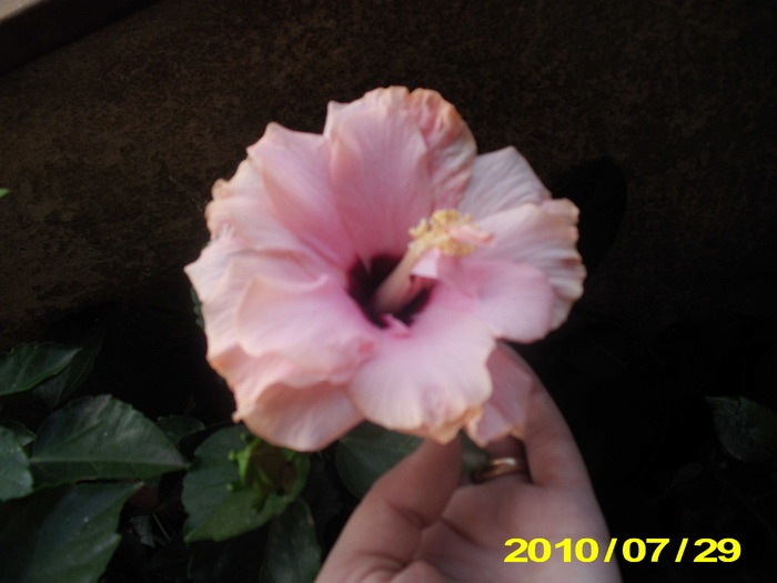 Picture 007 - hibiscus