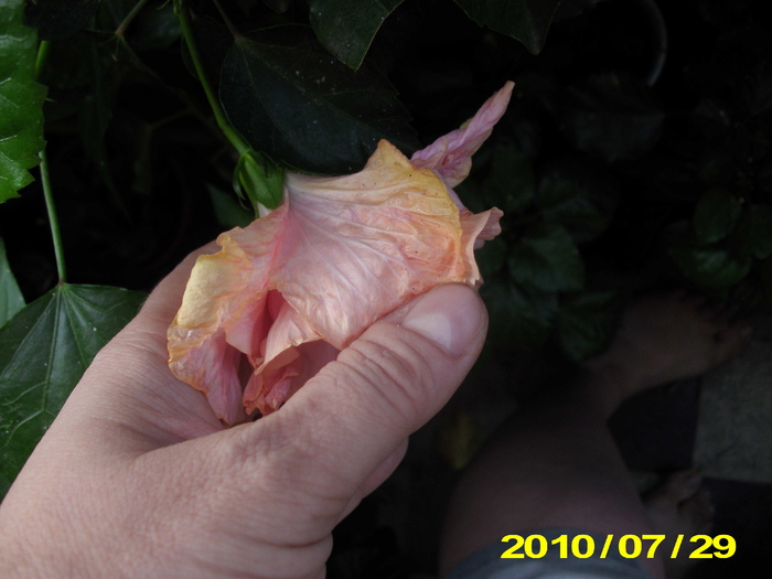 Picture 012 - hibiscus