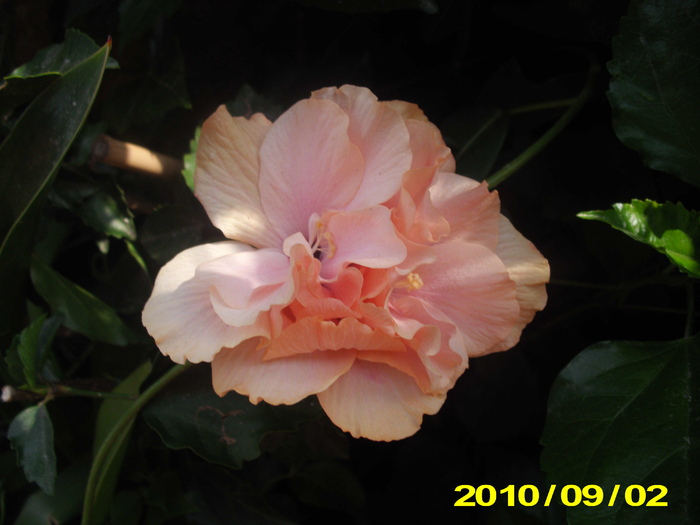 Picture 002 - hibiscus