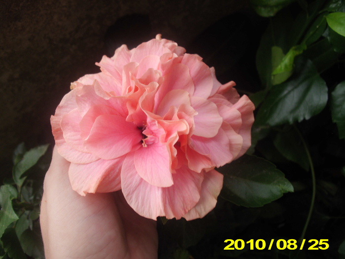 Picture 008 - hibiscus