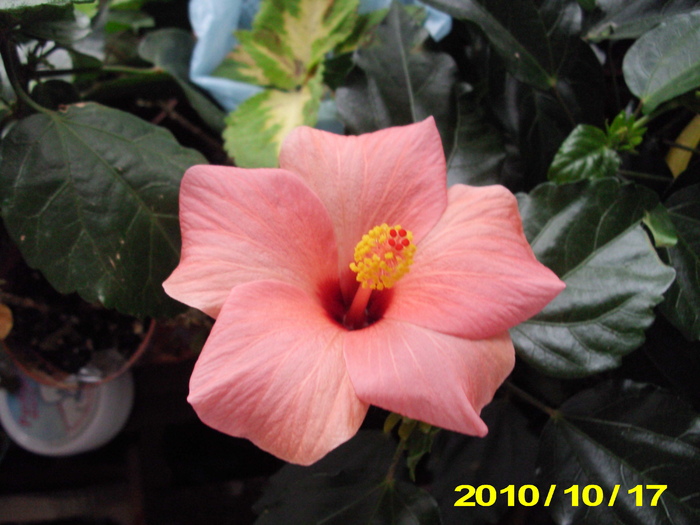 Picture 006 - hibiscus