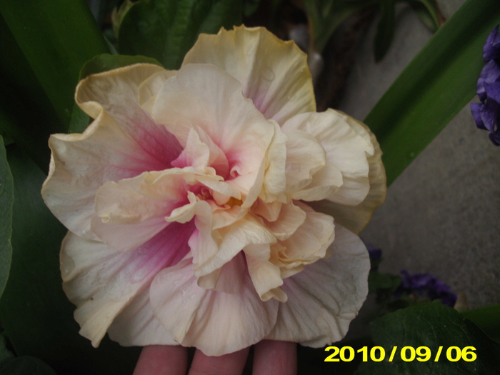 Picture 007 - hibiscus