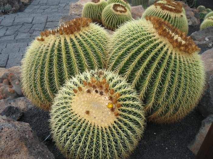 IMG_3099 - Jardin de cactus