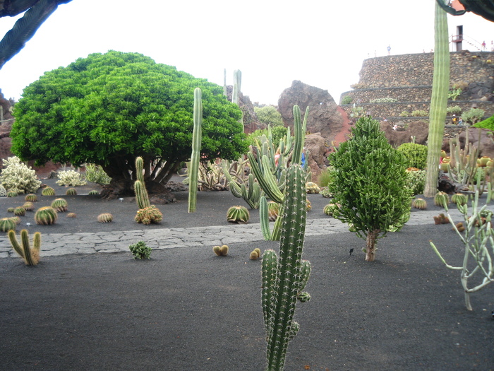 IMG_3110 - Jardin de cactus