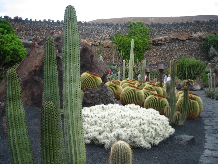 IMG_3119 - Jardin de cactus