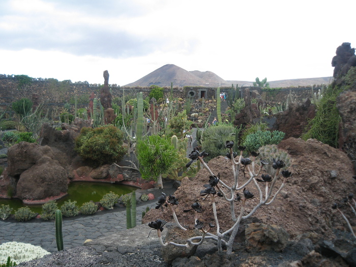 IMG_3121 - Jardin de cactus