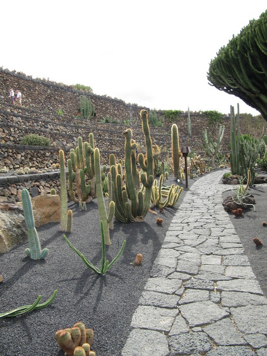 IMG_4642 - Jardin de cactus