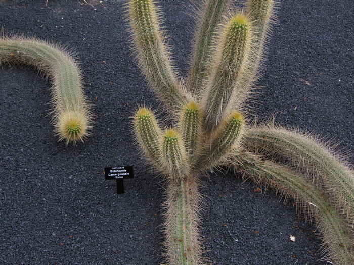 IMG_4643 - Jardin de cactus