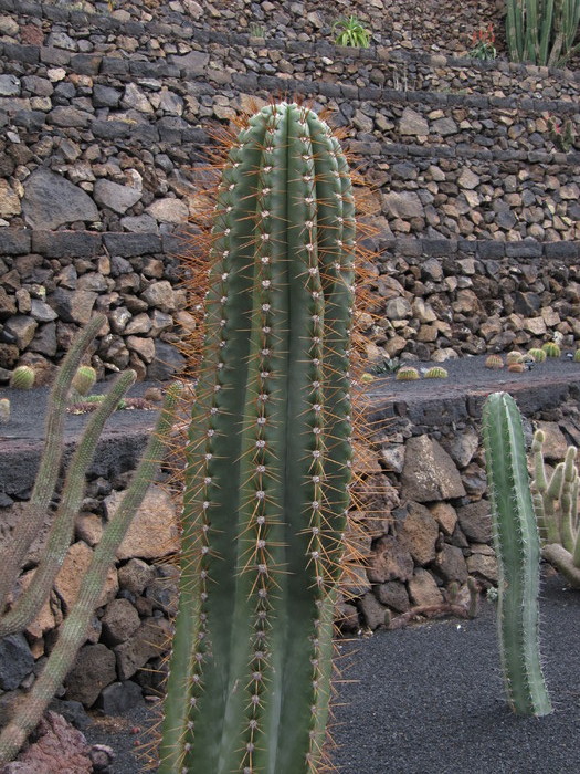 IMG_4644 - Jardin de cactus